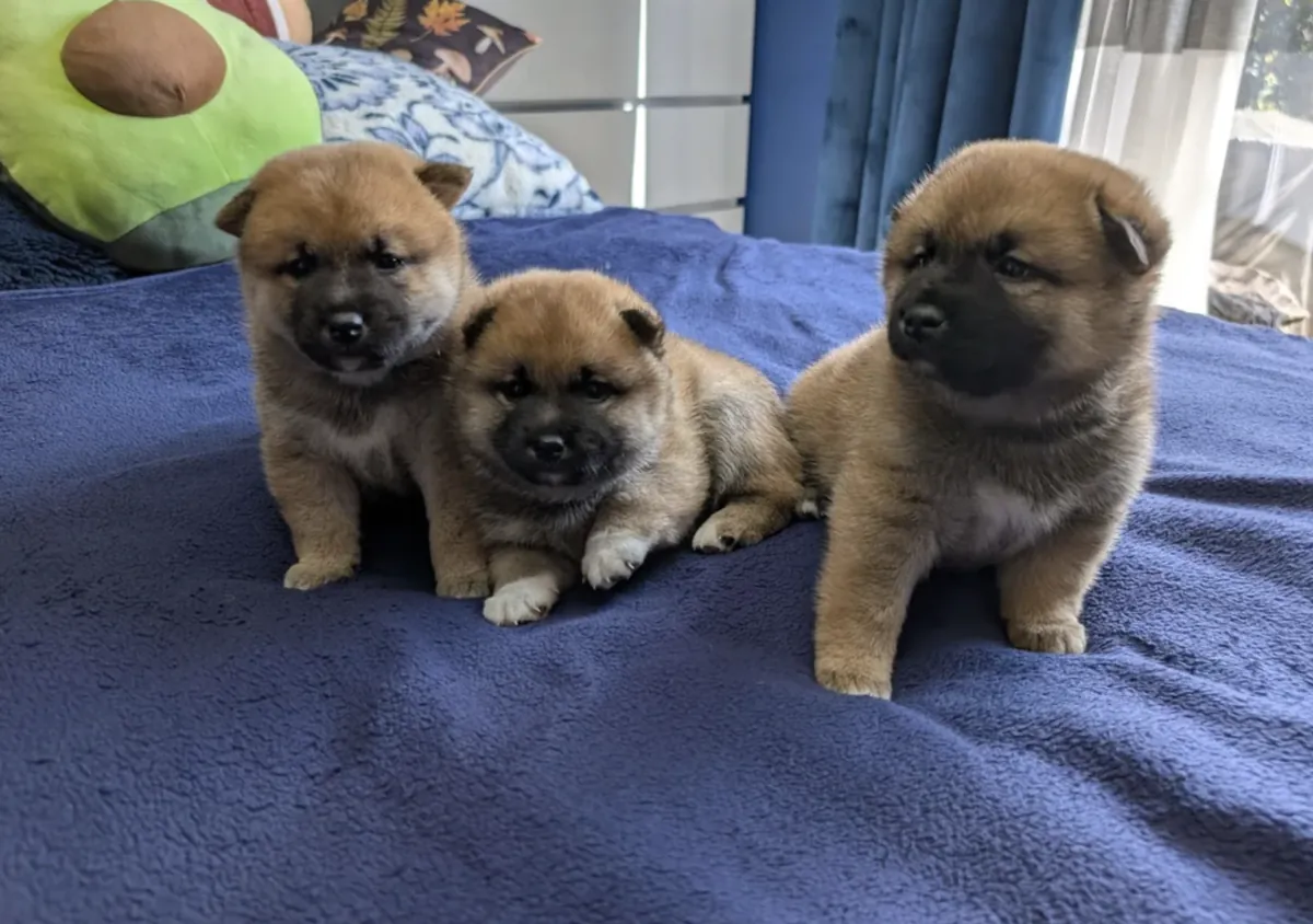 Chiots Shiba Inu (mâle et femelle) à donner