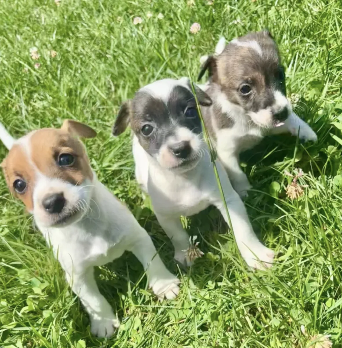 Cachorros de Jack Russell Terrier (machos y hembras) en adopción