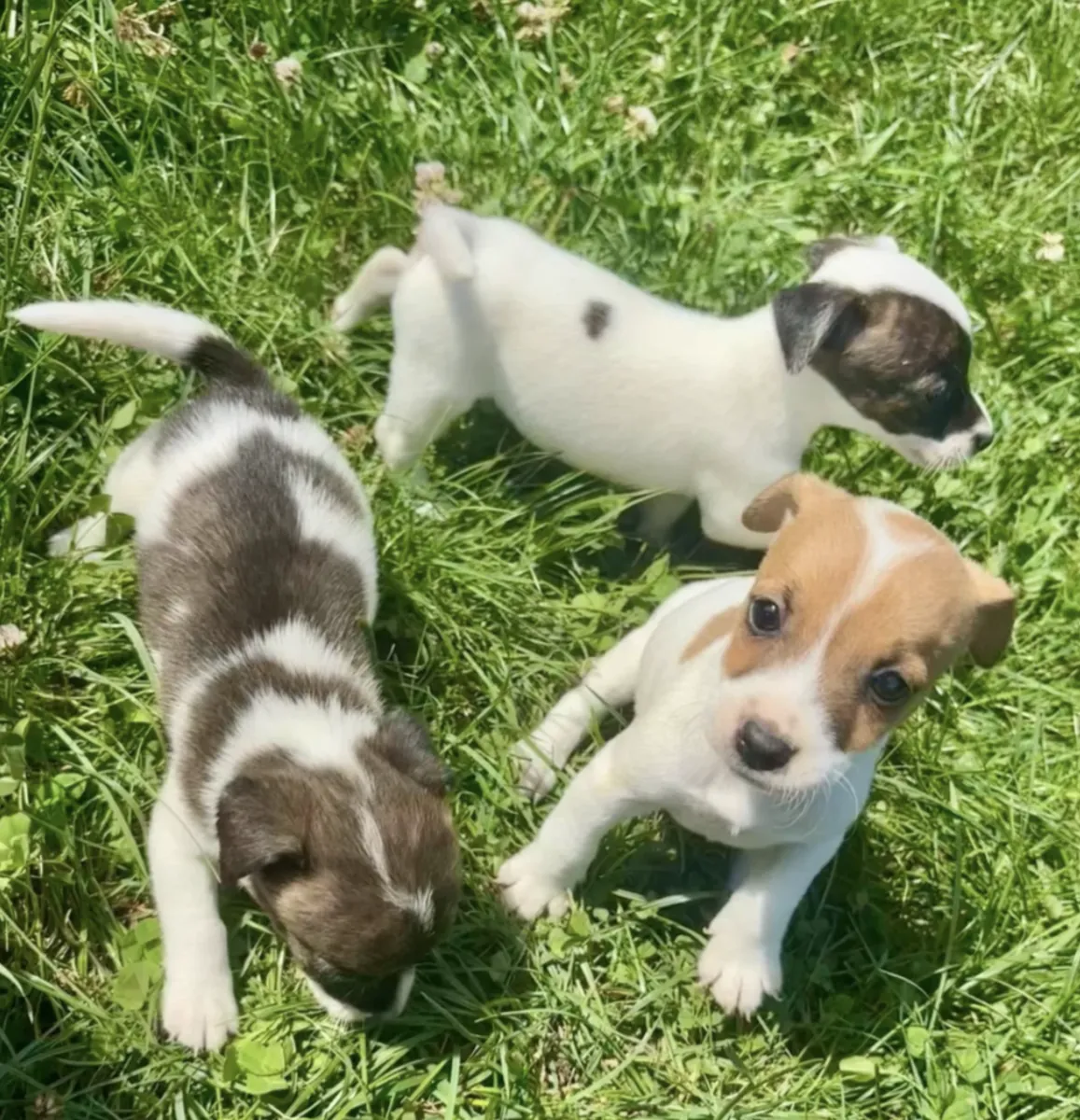 Cachorros de Jack Russell Terrier (machos y hembras) en adopción
