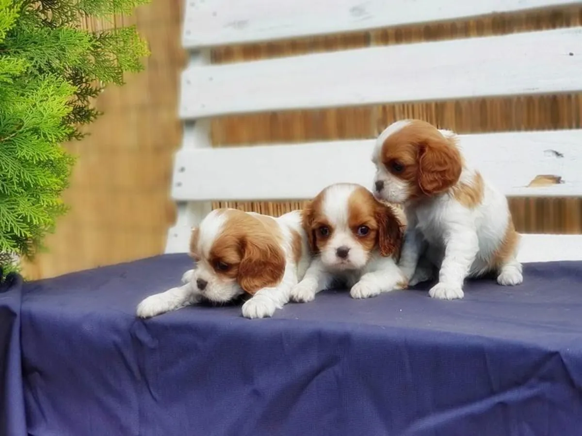 待领养的查理王小猎犬幼犬（公犬和母犬）。