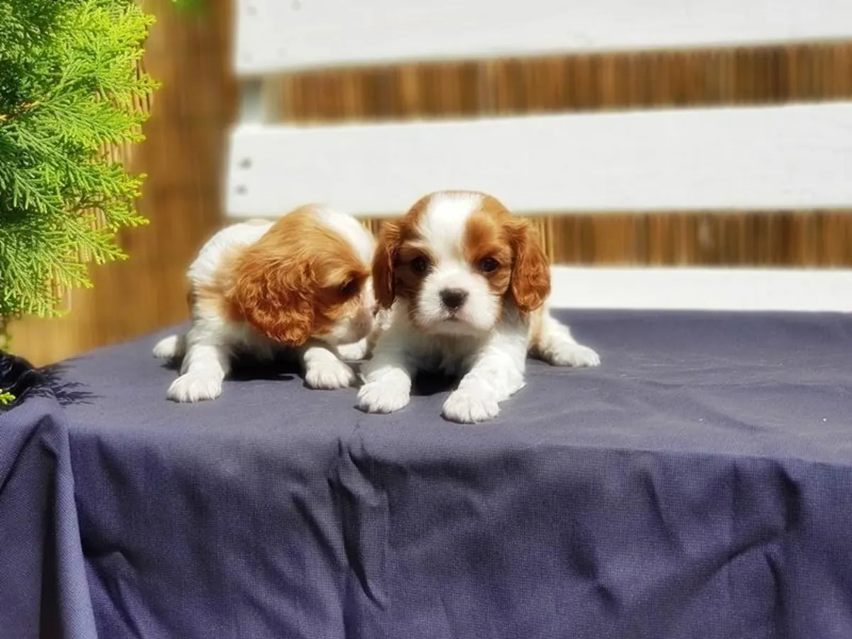 待领养的查理王小猎犬幼犬（公犬和母犬）。
