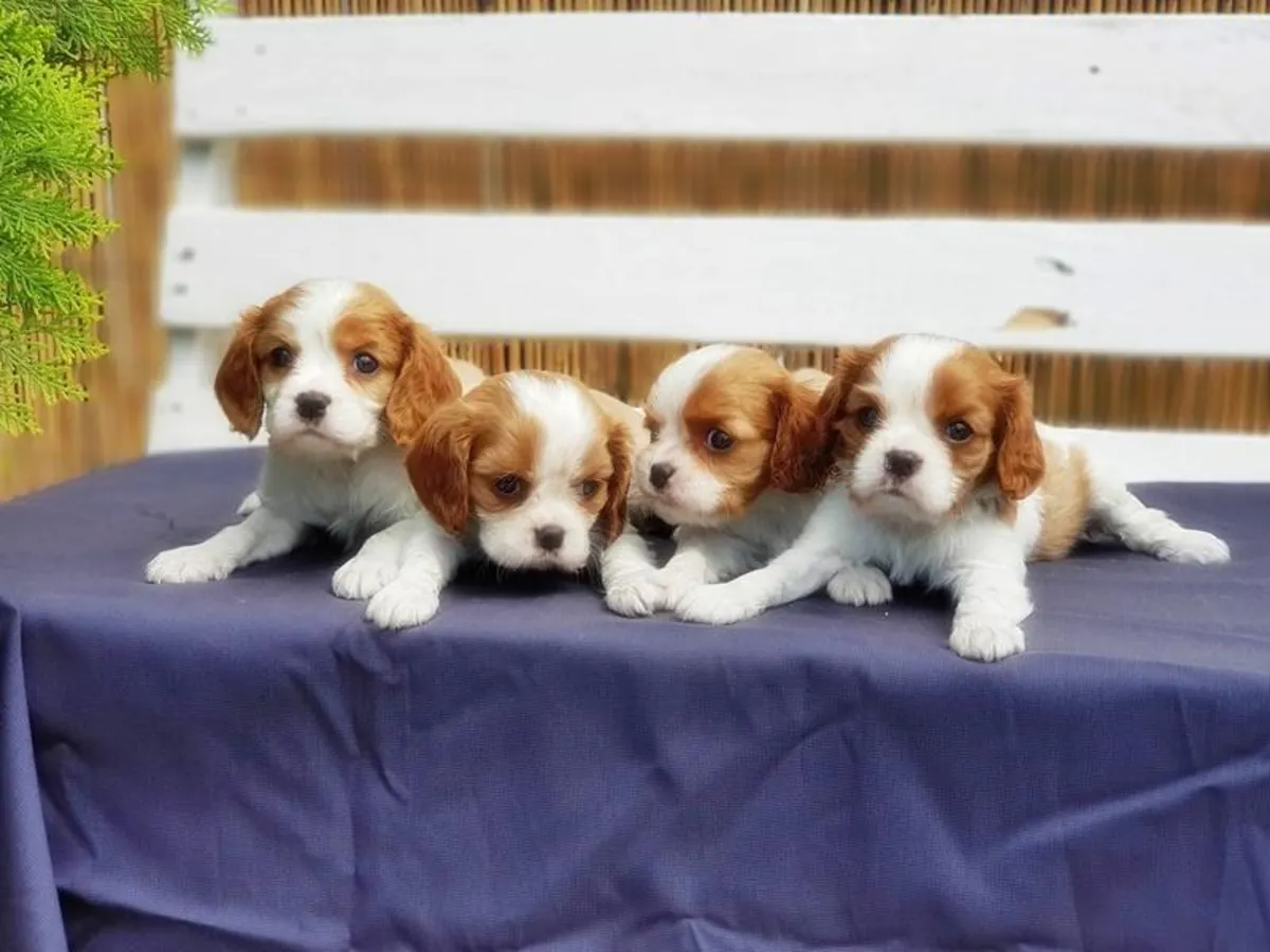 待领养的查理王小猎犬幼犬（公犬和母犬）。