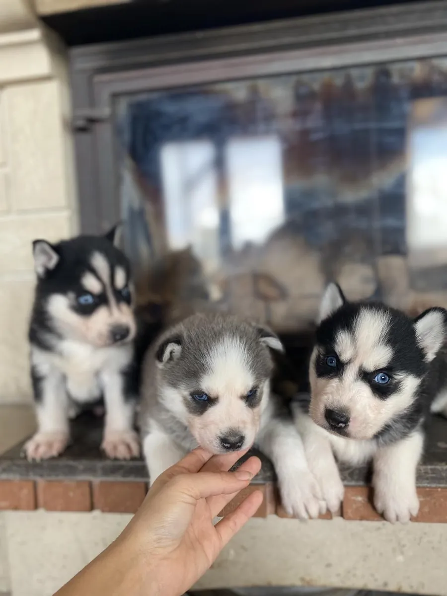Cachorros de husky siberiano (machos y hembras) en adopción