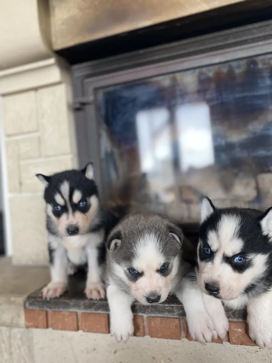 Cachorros de husky siberiano (machos y hembras) en adopción