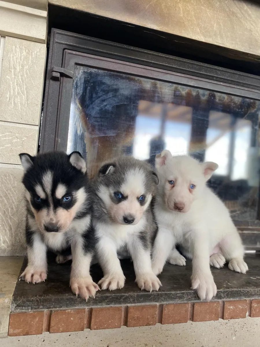 Cachorros de husky siberiano (machos y hembras) en adopción