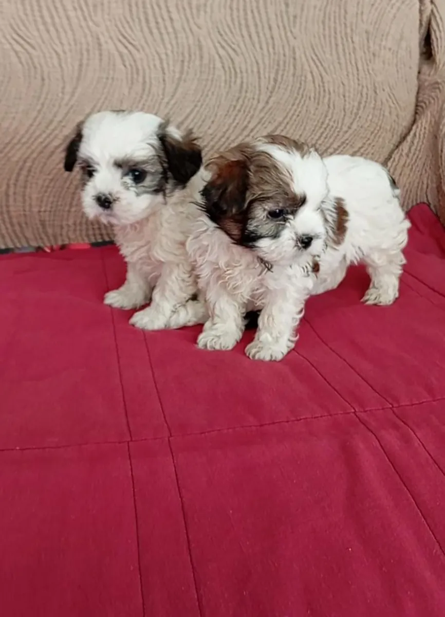 Chiots Shih Tzu (mâle et femelle) à donner