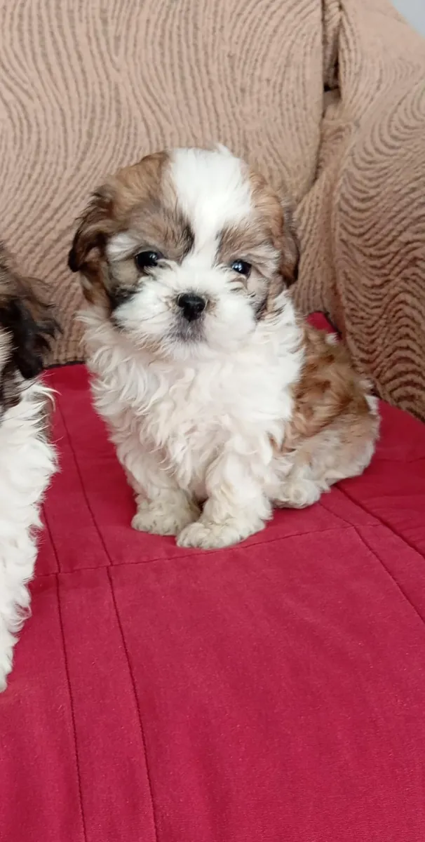 Chiots Shih Tzu (mâle et femelle) à donner