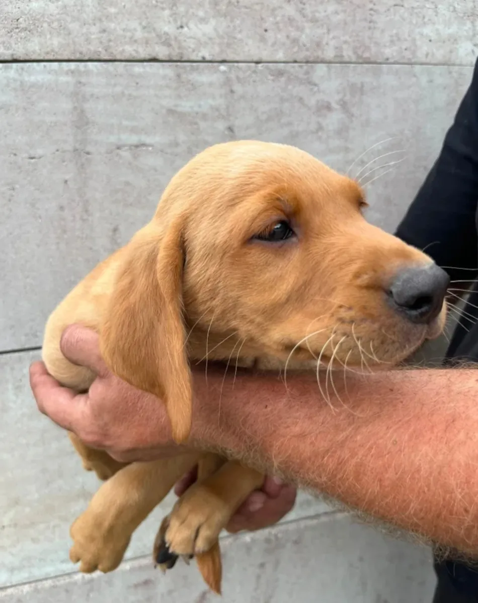 Labrador