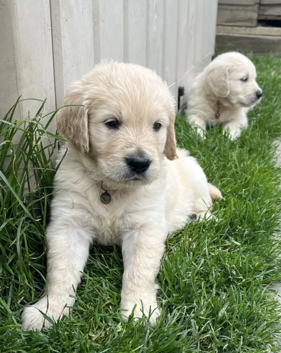 Chunky Cream Golden Retriever Puppies