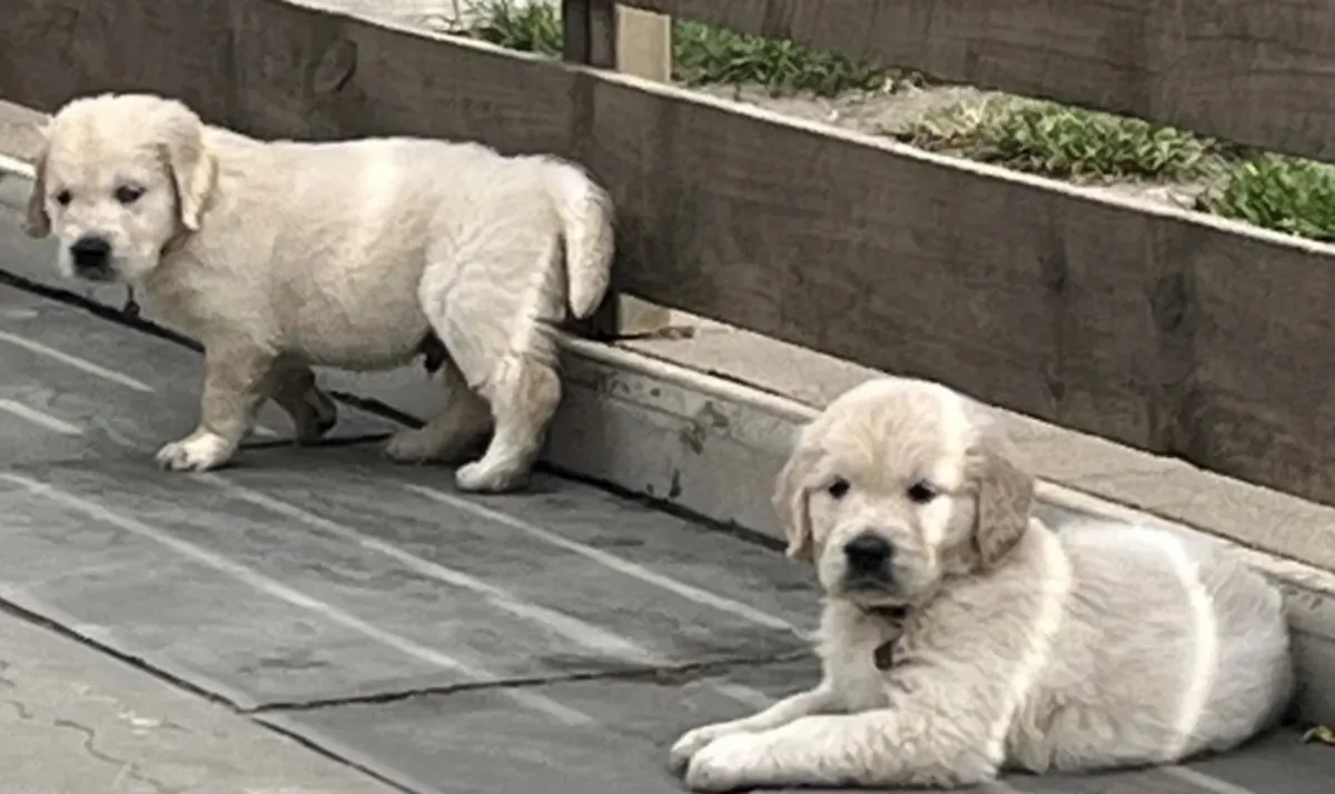 Chunky Cream Golden Retriever Puppies