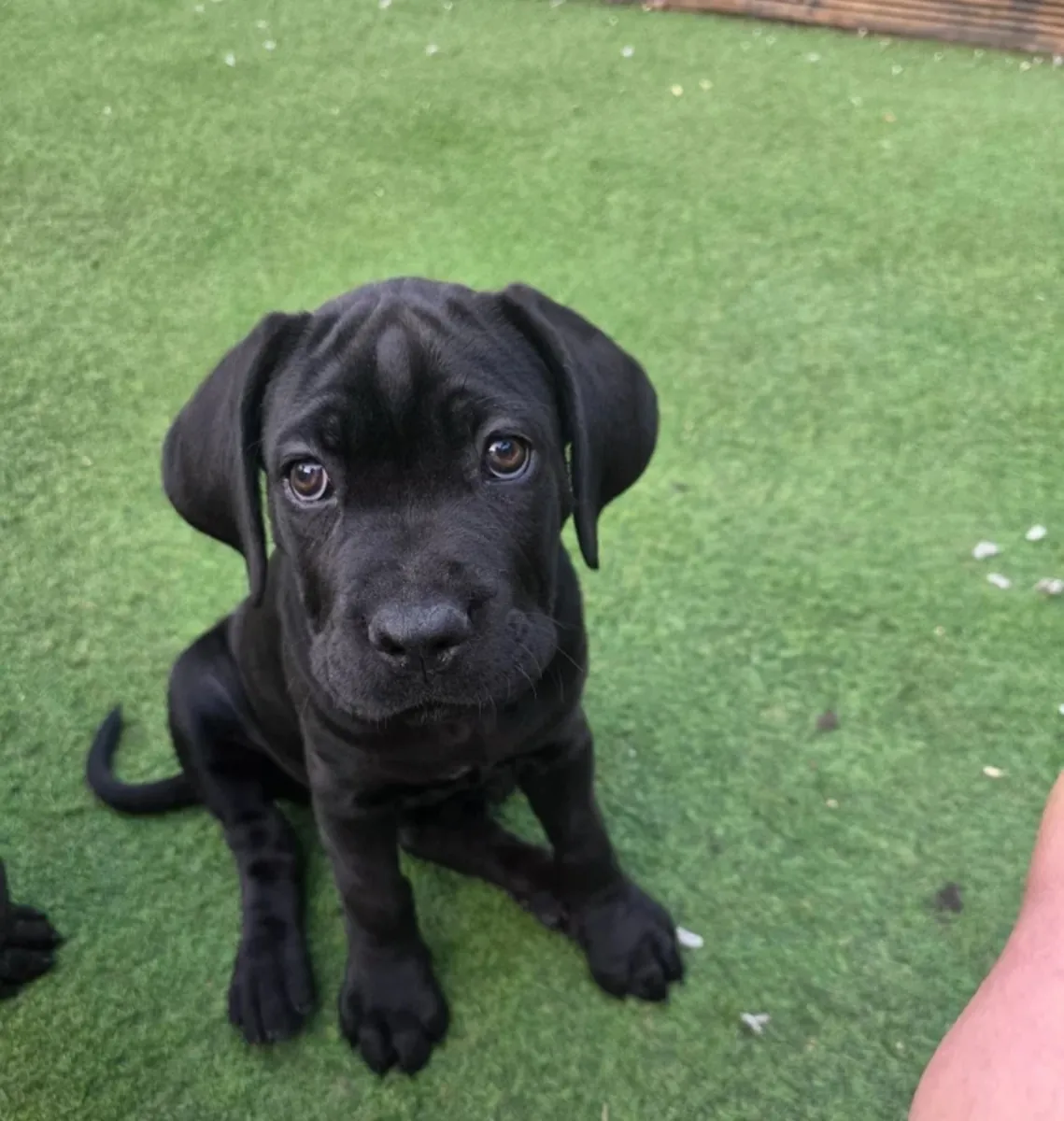 卡斯罗犬幼犬