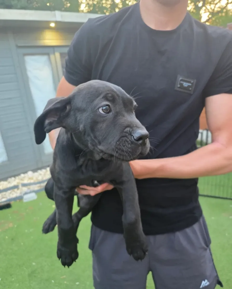 卡斯罗犬幼犬