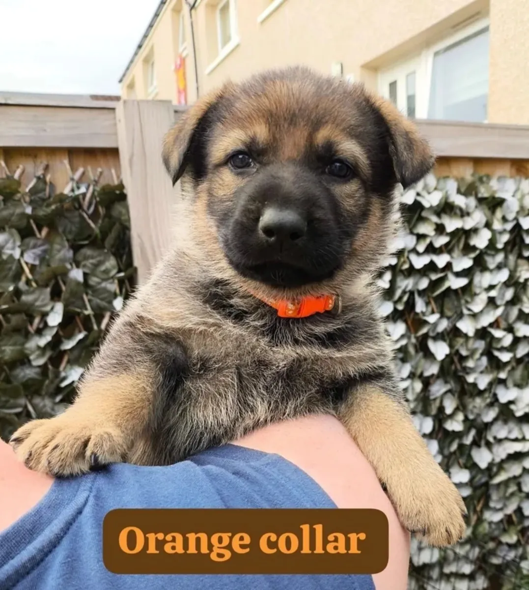chiots berger allemand