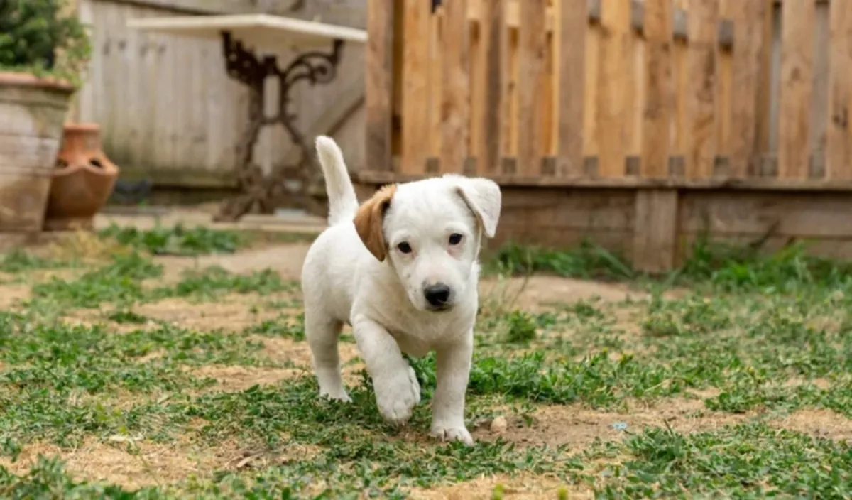 Jack Russel puppies