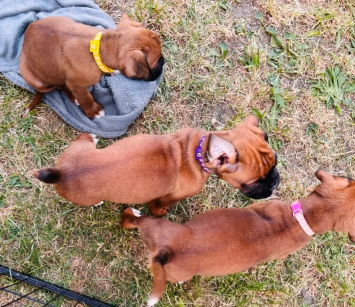 chiots Boxer