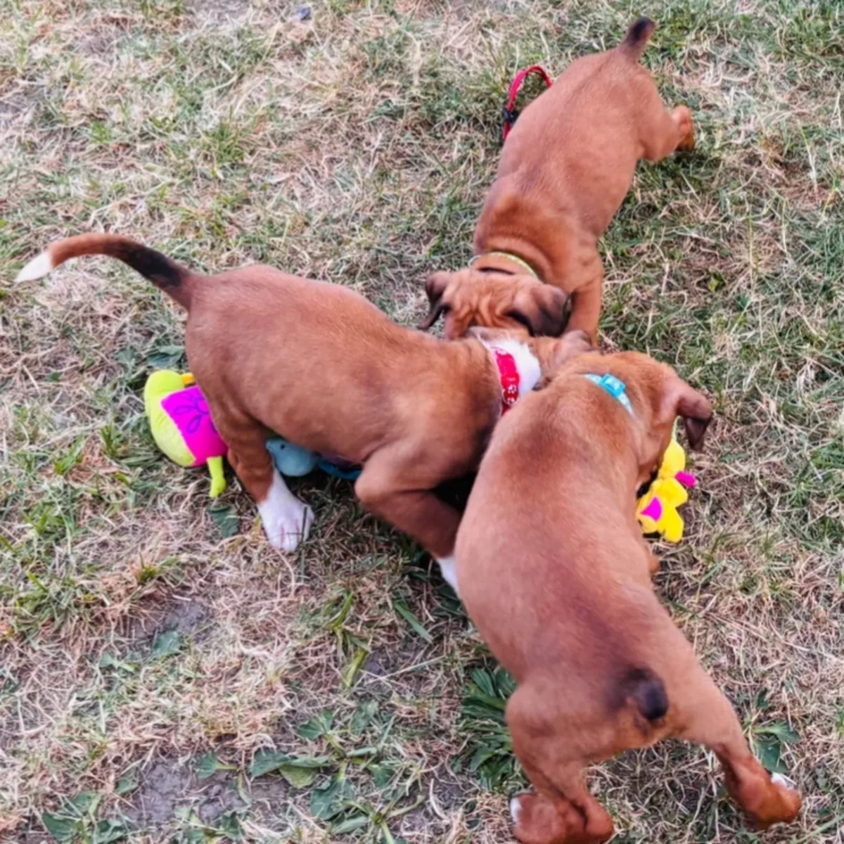 chiots Boxer