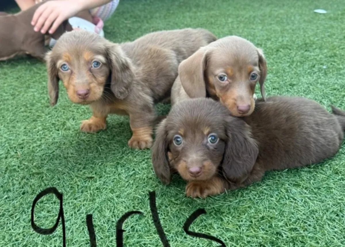 腊肠犬幼犬