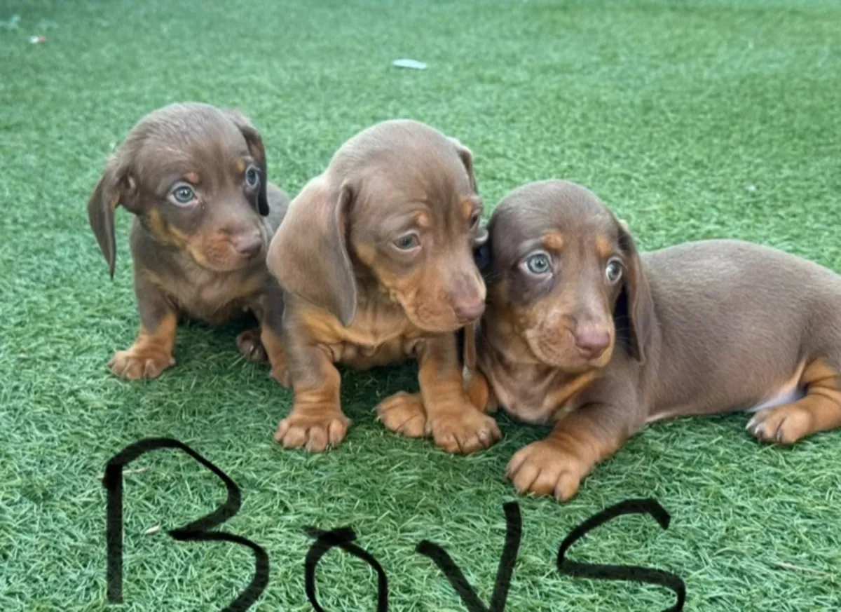 腊肠犬幼犬