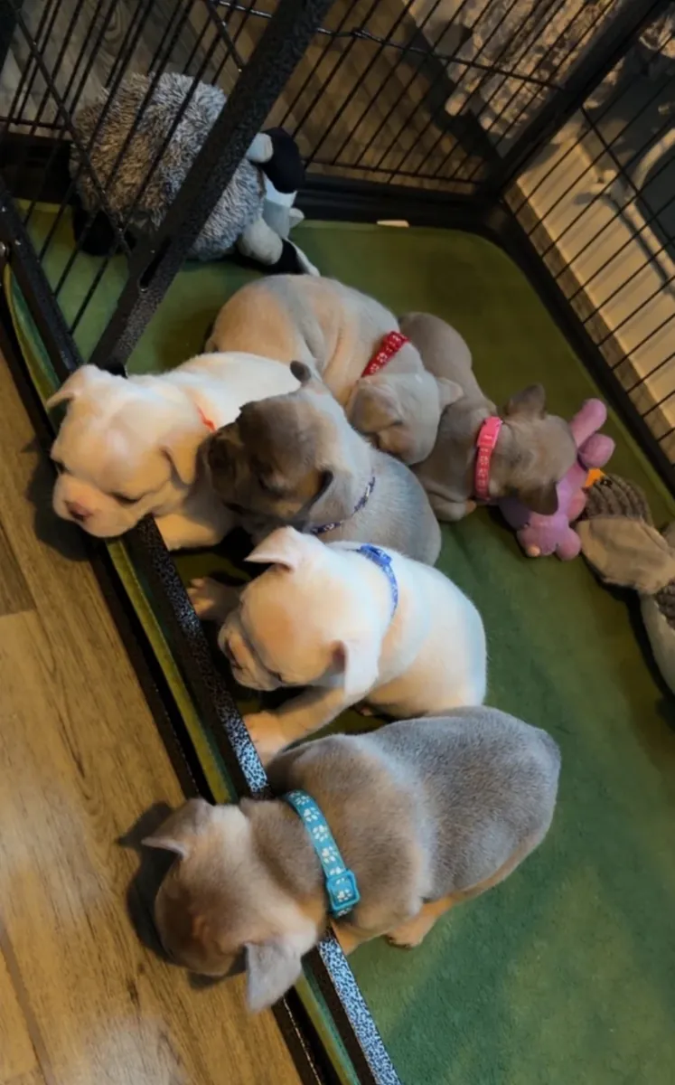 法国斗牛犬幼犬 😍😍 英国养犬俱乐部注册