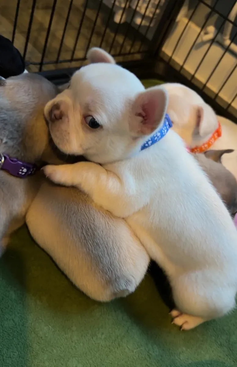 法国斗牛犬幼犬 😍😍 英国养犬俱乐部注册