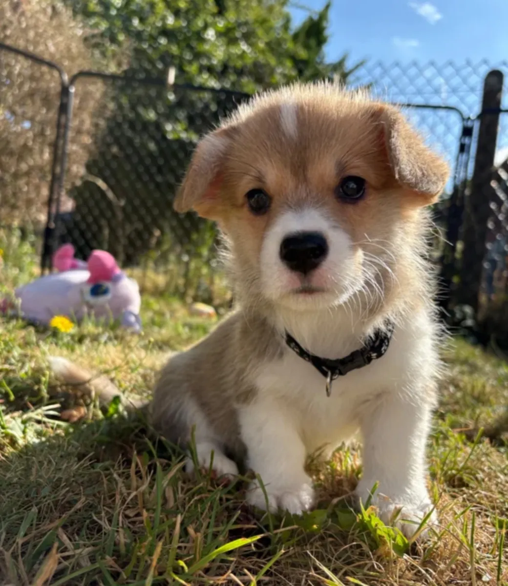 chiots Welsh Corgi (Pembroke)