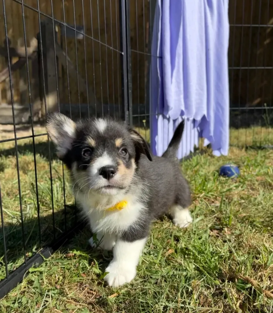 chiots Welsh Corgi (Pembroke)