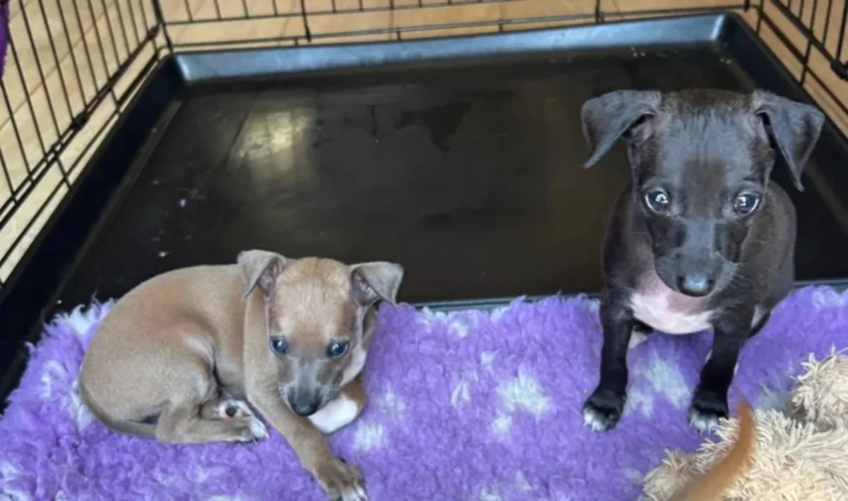 两只漂亮的意大利灵缇犬。现可领养。