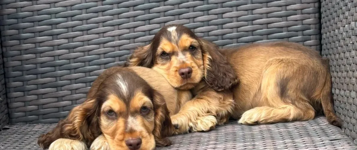 Beautiful top quality show type cocker spaniel