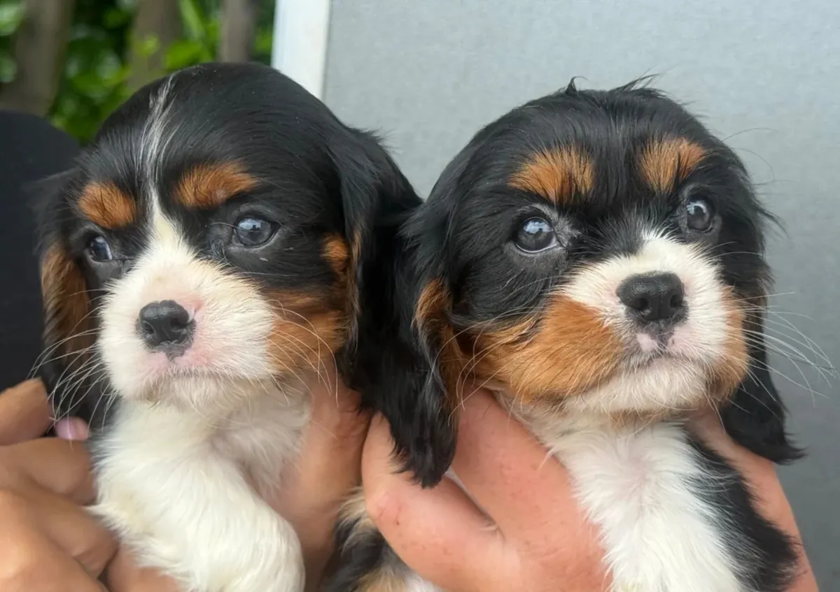 Güzel Cavalier King Charles köpek yavruları 🩷💙
