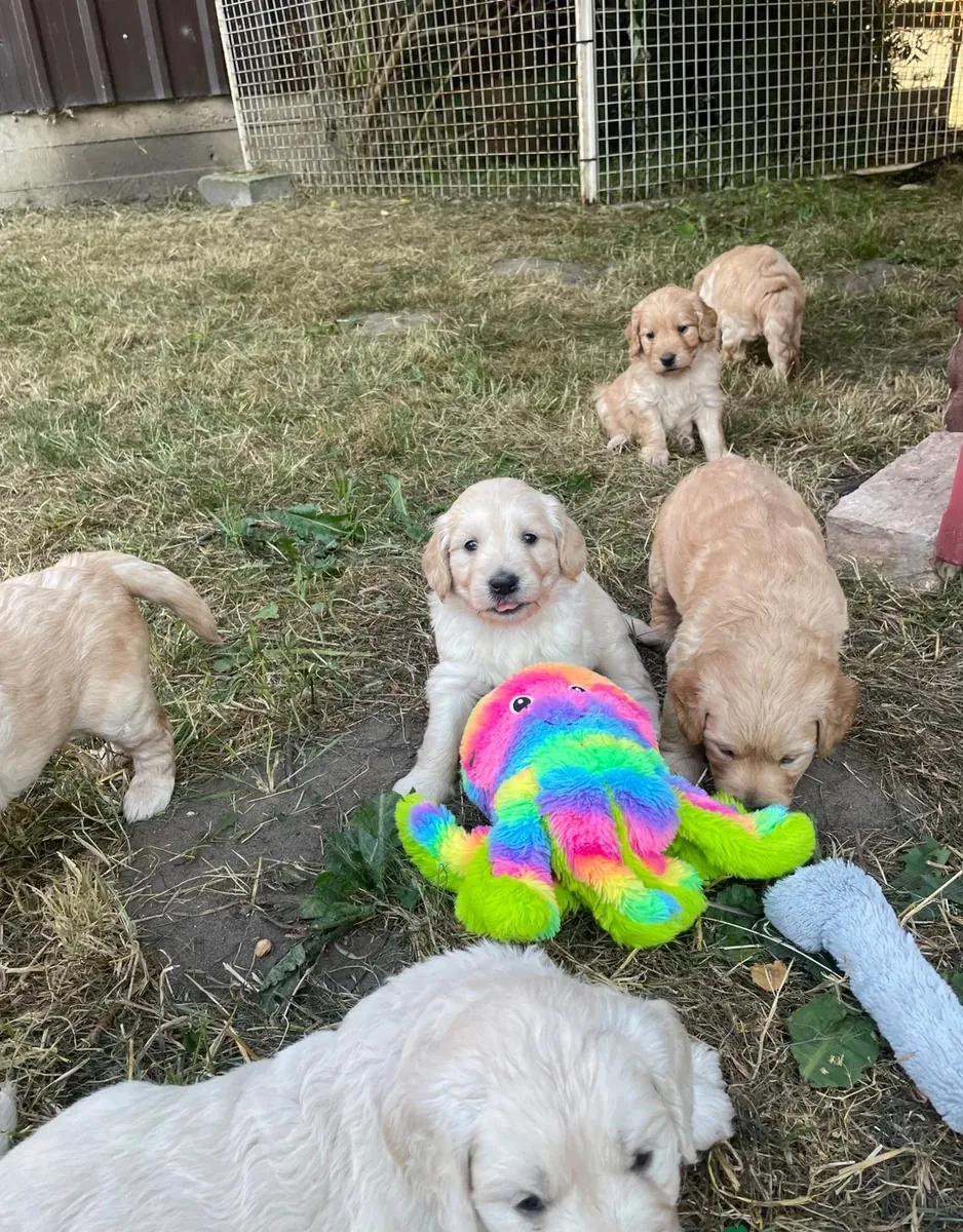 Mini Goldendoodles. Pedigree health tested parents