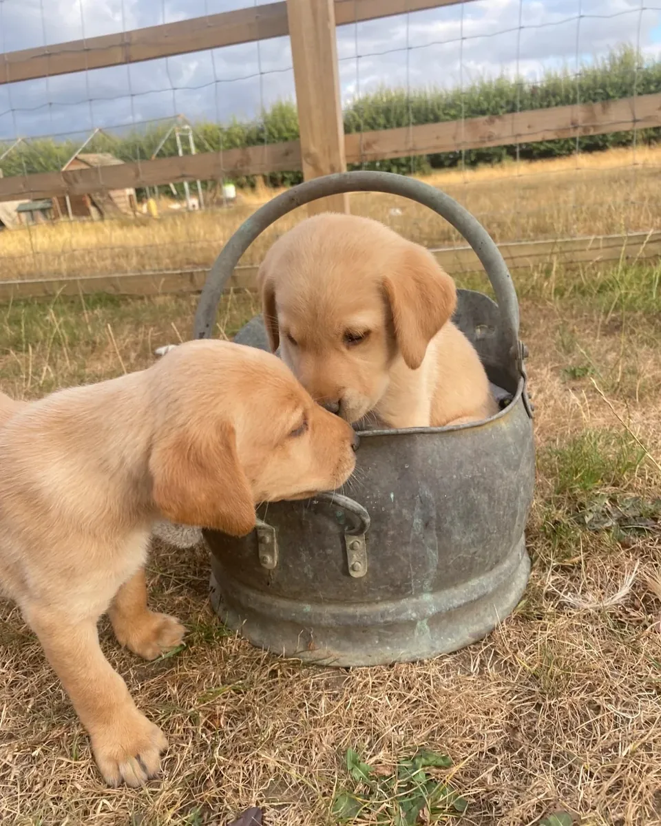 Preciosos cachorros de labrador