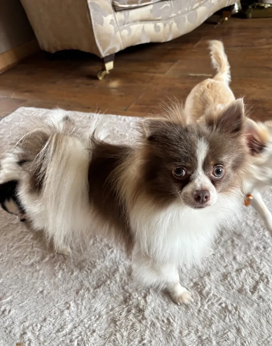 Adorables petits chiots Chihuahua