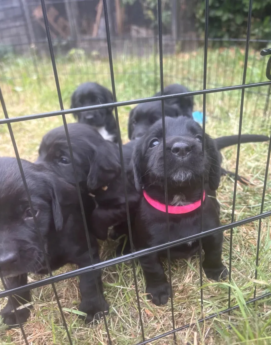 cachorros Springador