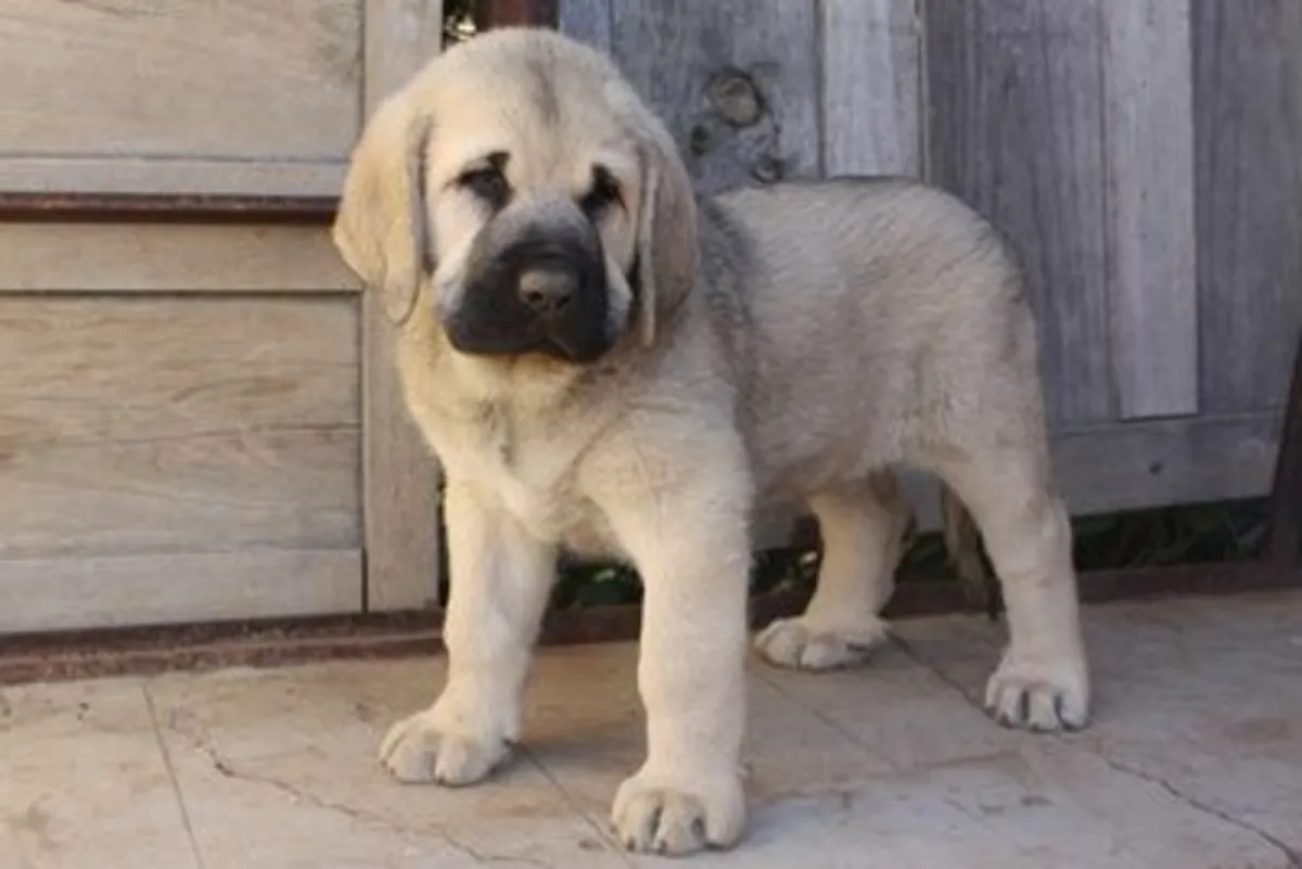 出售西班牙獒犬幼犬。WhatsApp：+34631898680