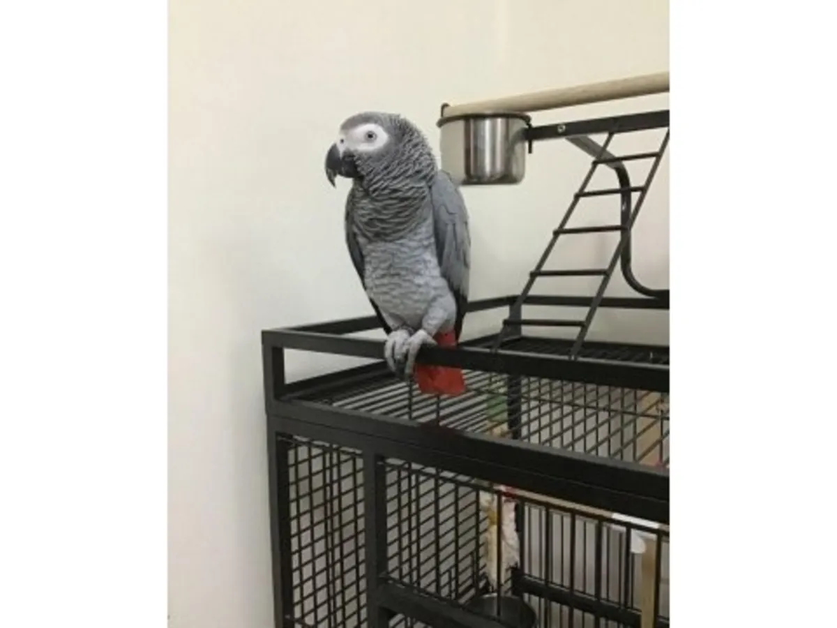 Very communicative grey parrot accustomed to apartment living