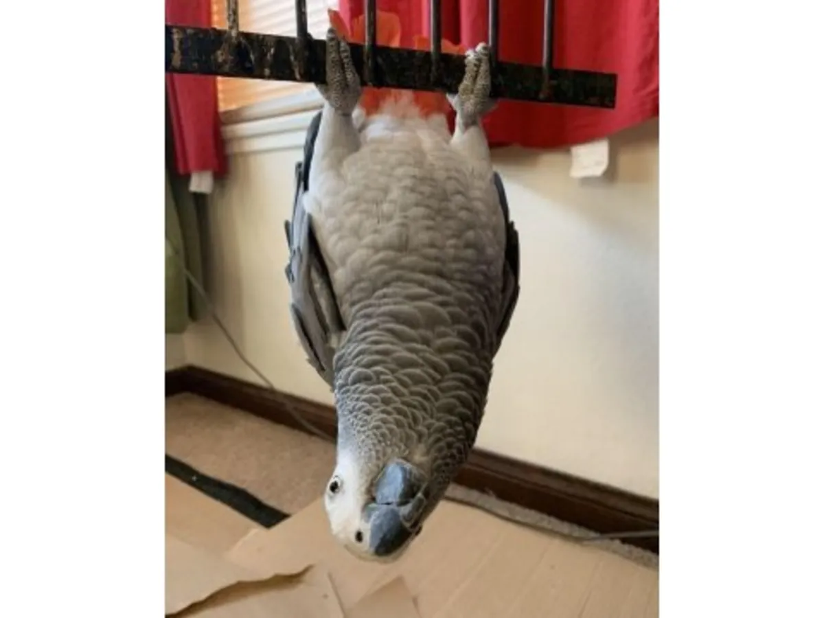Very communicative grey parrot accustomed to apartment living