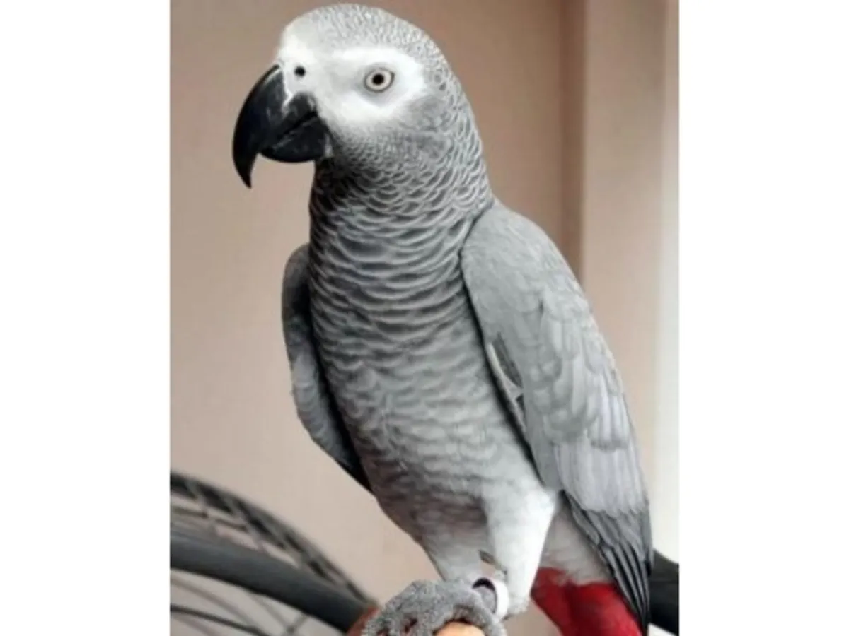 Very communicative grey parrot accustomed to apartment living