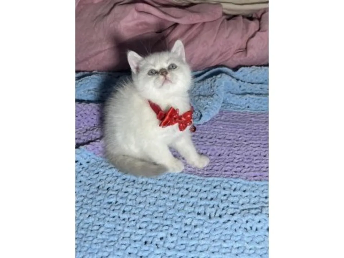 Спокойная британская короткошерстная кошка со сбалансированным темпераментом.