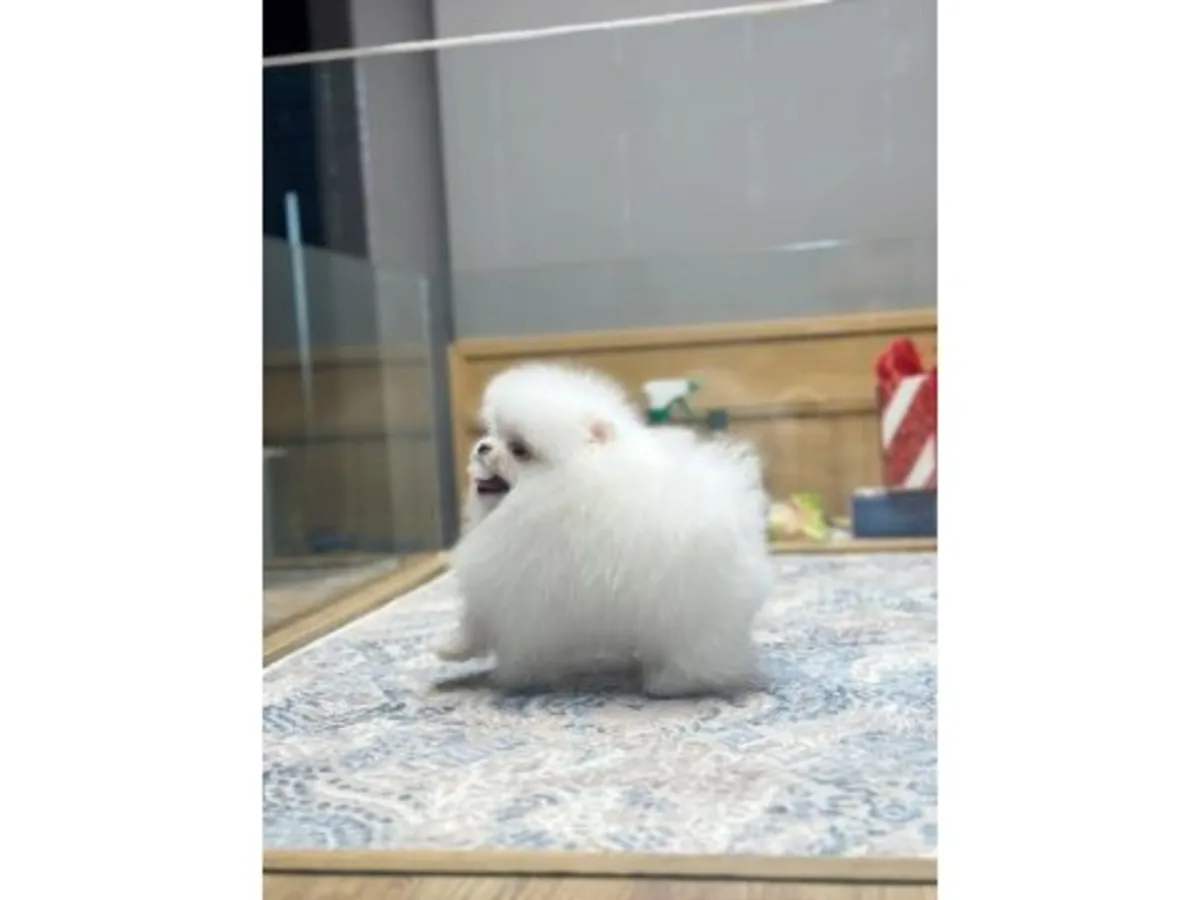 Игривый и очень общительный белый щенок померанского шпица.