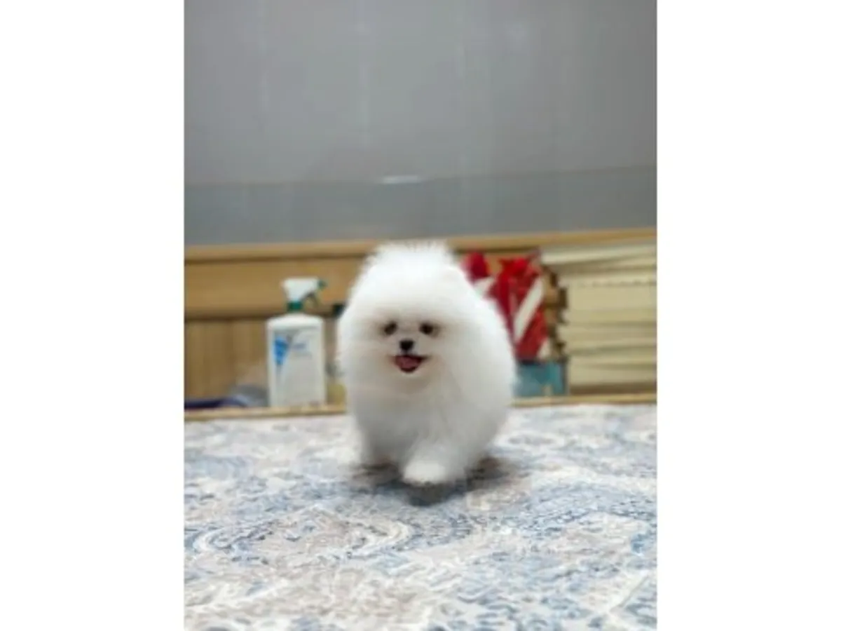 Игривый и очень общительный белый щенок померанского шпица.