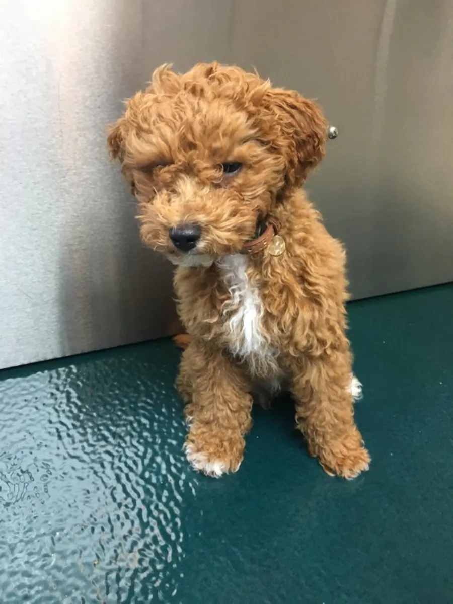 Intelligent brown poodle looking for a new family