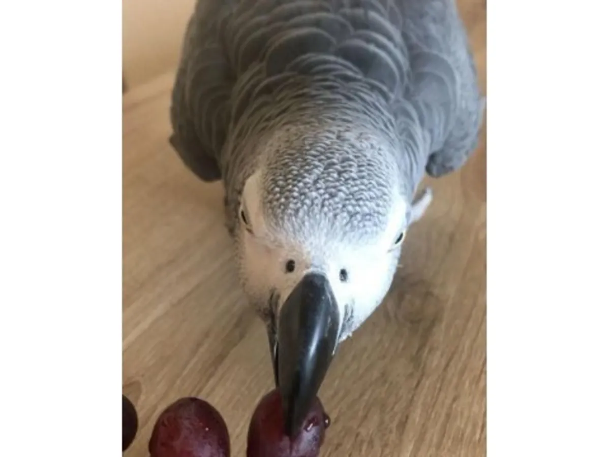 Very observant African grey parrot, used to living with people