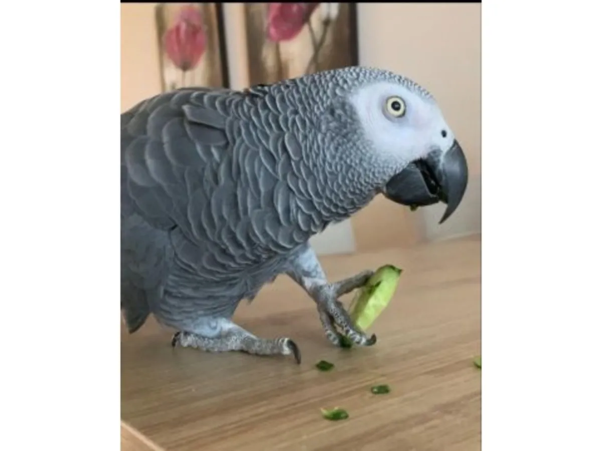 Very observant African grey parrot, used to living with people