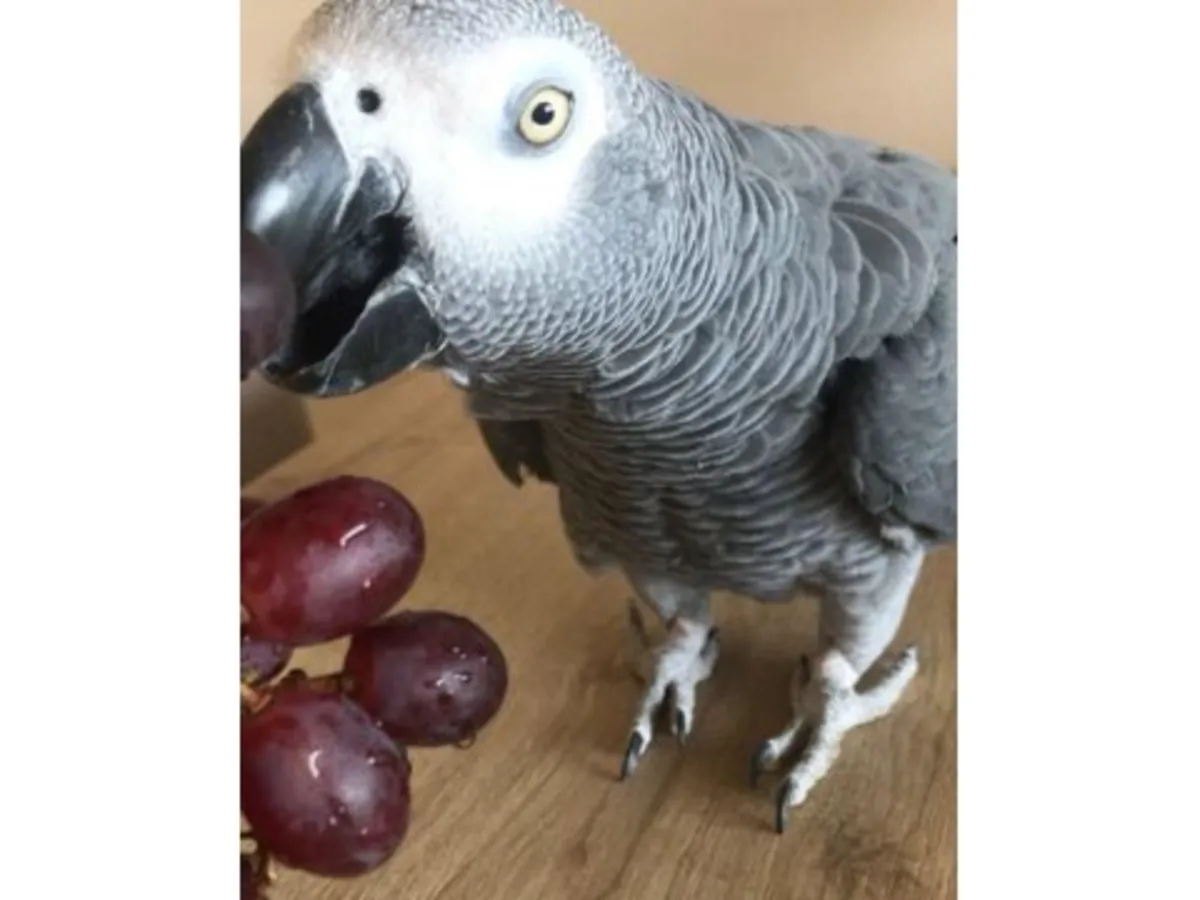 Very observant African grey parrot, used to living with people