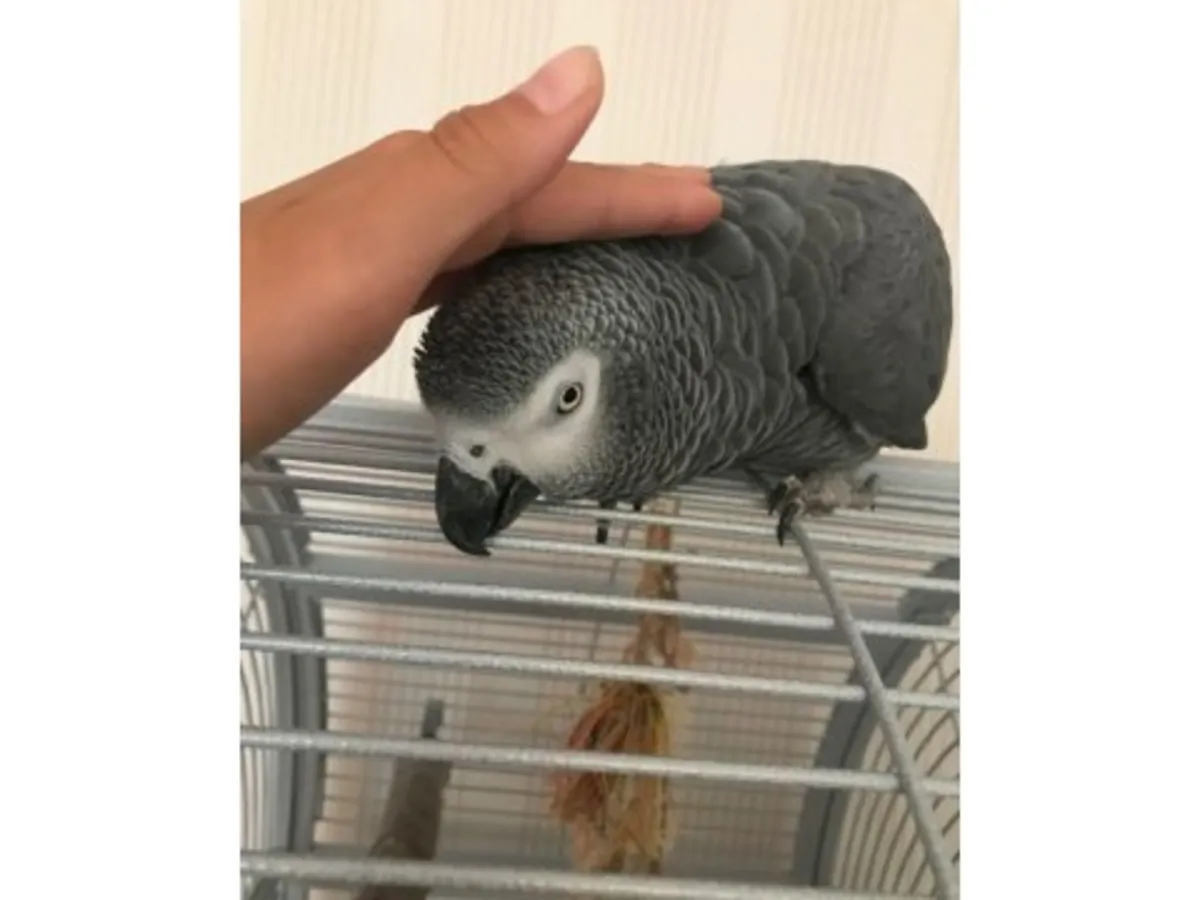 Very observant African grey parrot, used to living with people