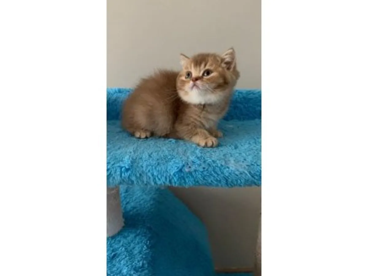 Спокойная британская короткошерстная кошка ищет новый дом.