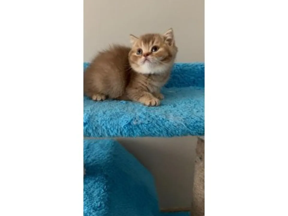 Спокойная британская короткошерстная кошка ищет новый дом.