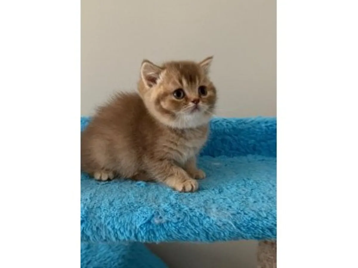 Спокойная британская короткошерстная кошка ищет новый дом.