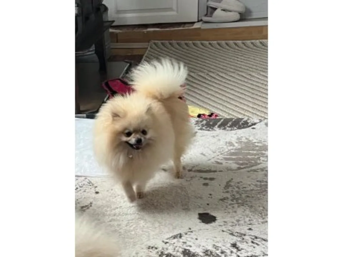 Небольшой, очень общительный белый померанский шпиц ищет семью.