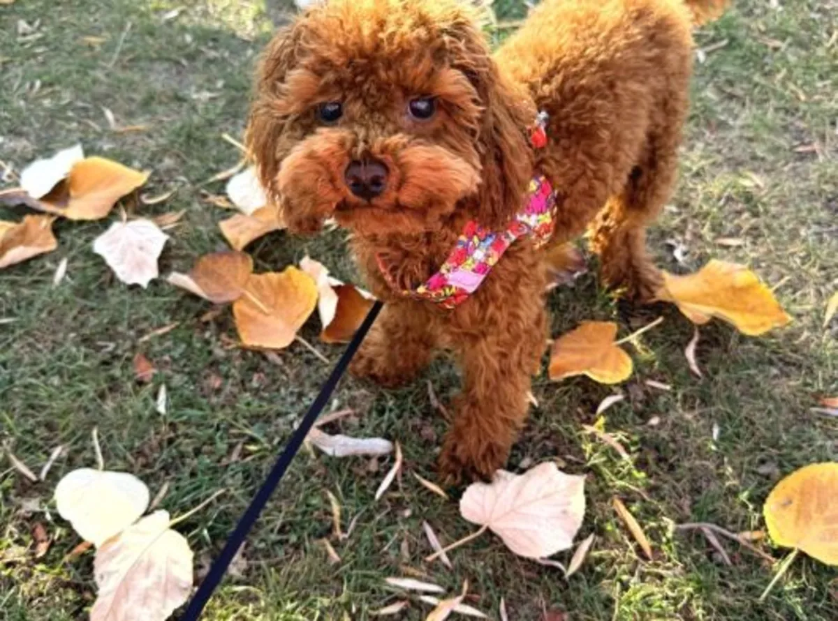 Intelligent brown poodle with a balanced temperament